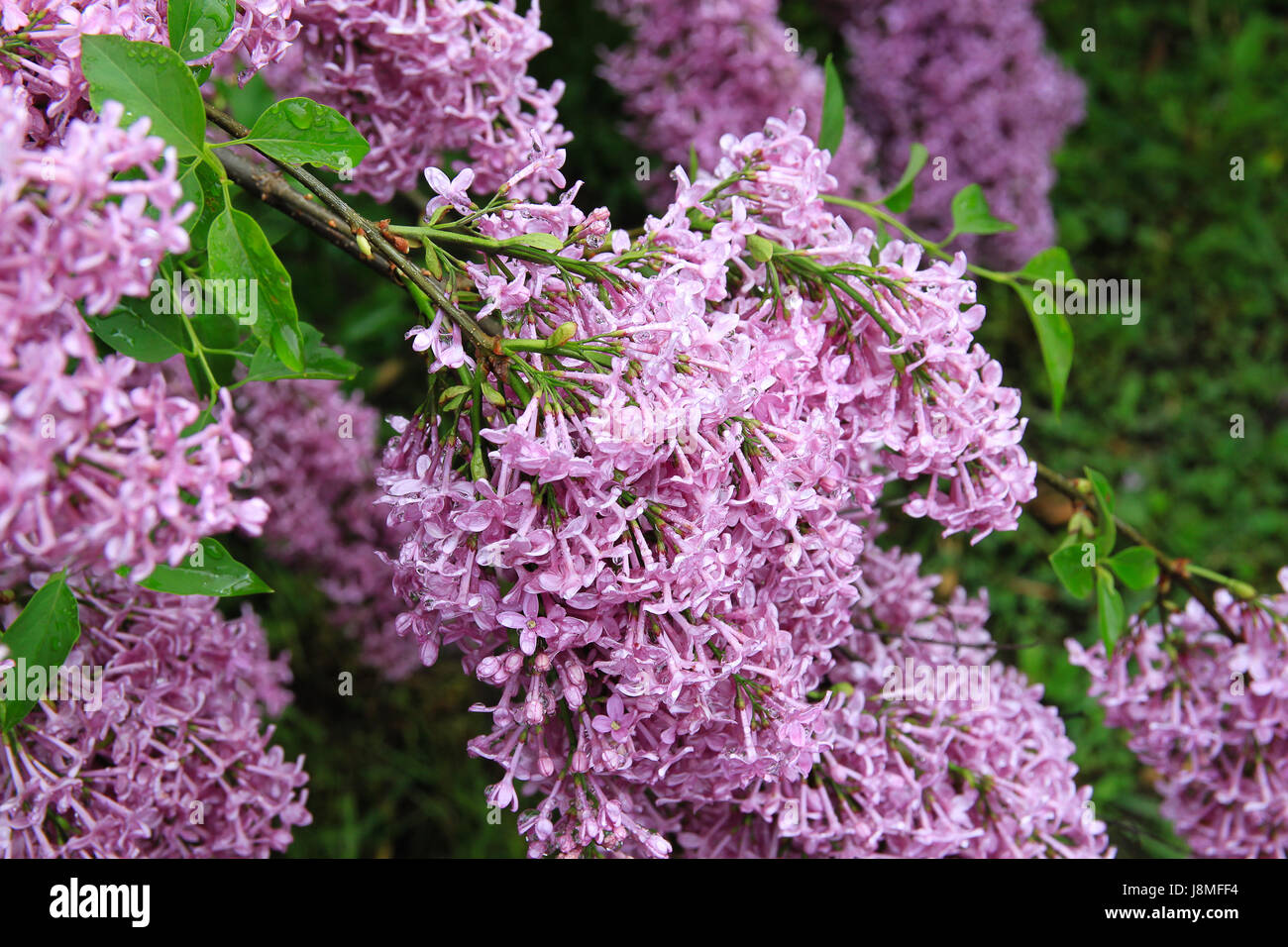 Syringa Vulgaris. Lila Rebsorte.  Warkworth Lilac Festival. Reiche Blüte lila mit blass lila Blüten. Stockfoto