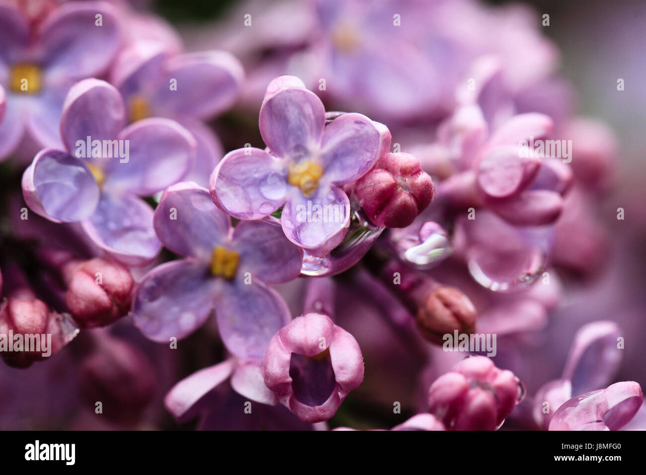 Syringa vulgaris Stockfoto