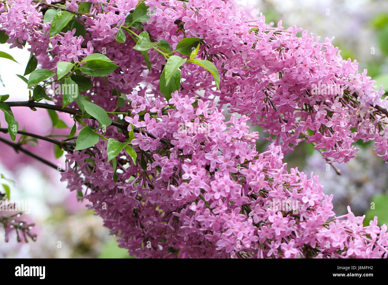 Syringa Vulgaris, Rebsorte. Lila Blüten. Üppig blühende Zweige sind voll von blass rosa-lila Blüten auf dem Warkworth Lilac Festival. Stockfoto