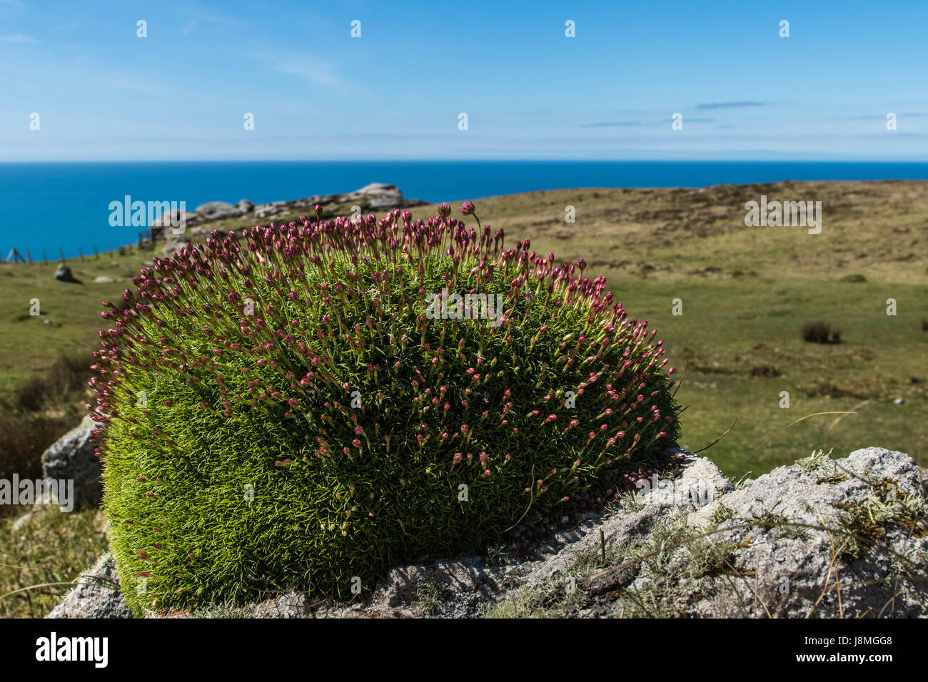 Lundy Island Stockfoto