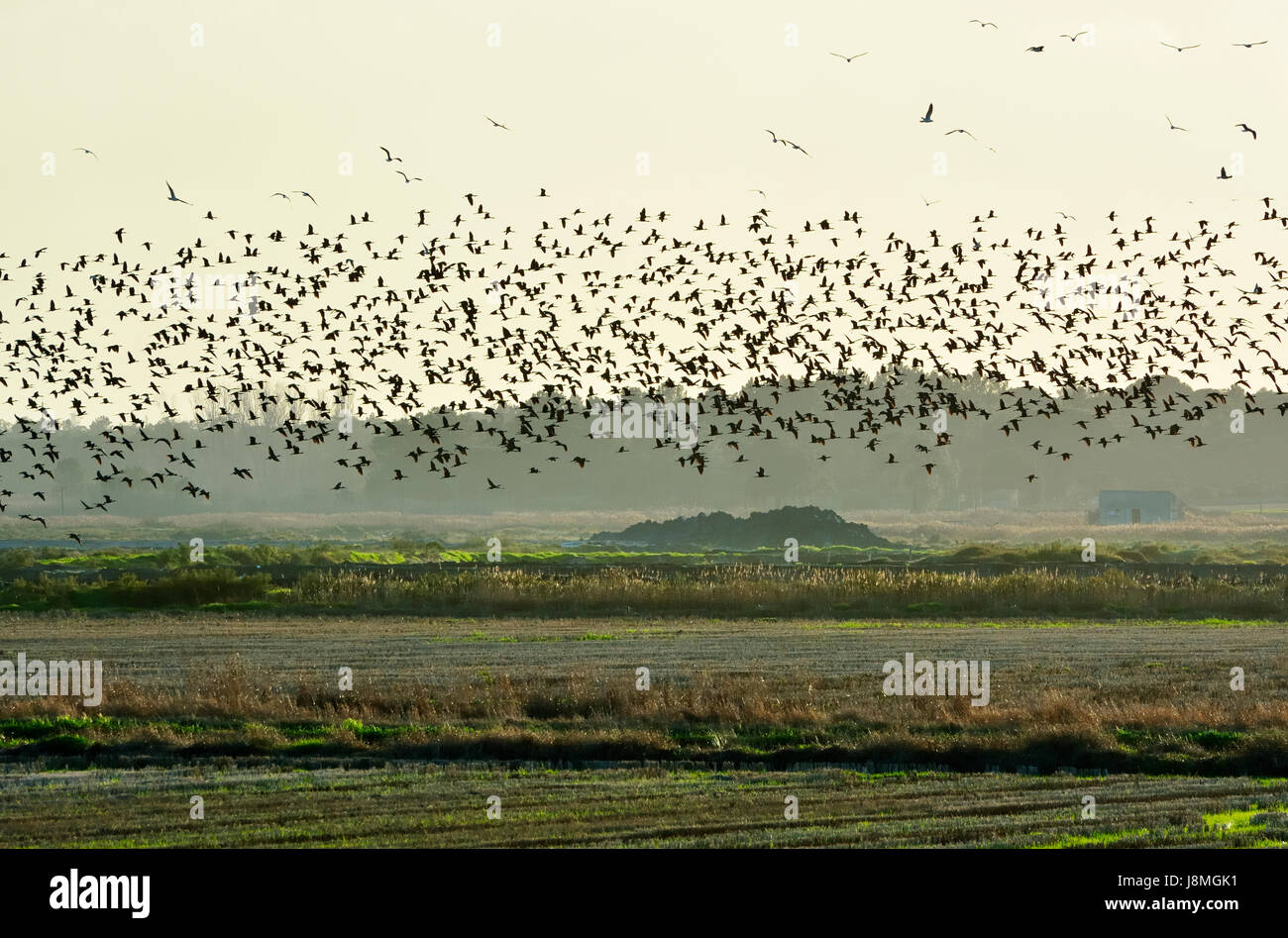 Eine riesige Herde von Sichler (Plegadis Falcinellus) fliegen über einem Reisfeld im Naturreservat Sado-Mündung. Portugal Stockfoto