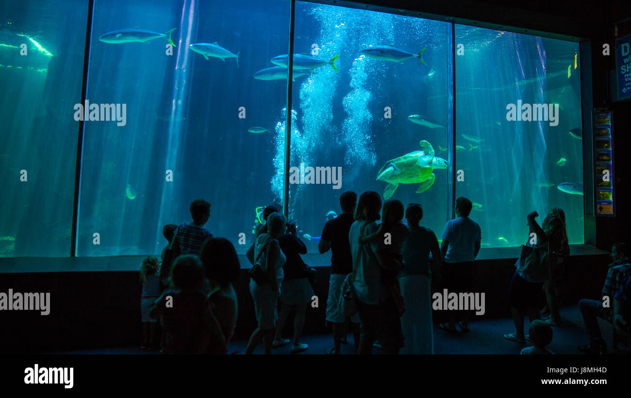 CAPE TOWN, SOUTH AFRICA - 1. Februar 2015: Menschen bewundern die tropische die Unechte Karettschildkröte im Aquarium von zwei Ozeanen in Kapstadt. Stockfoto