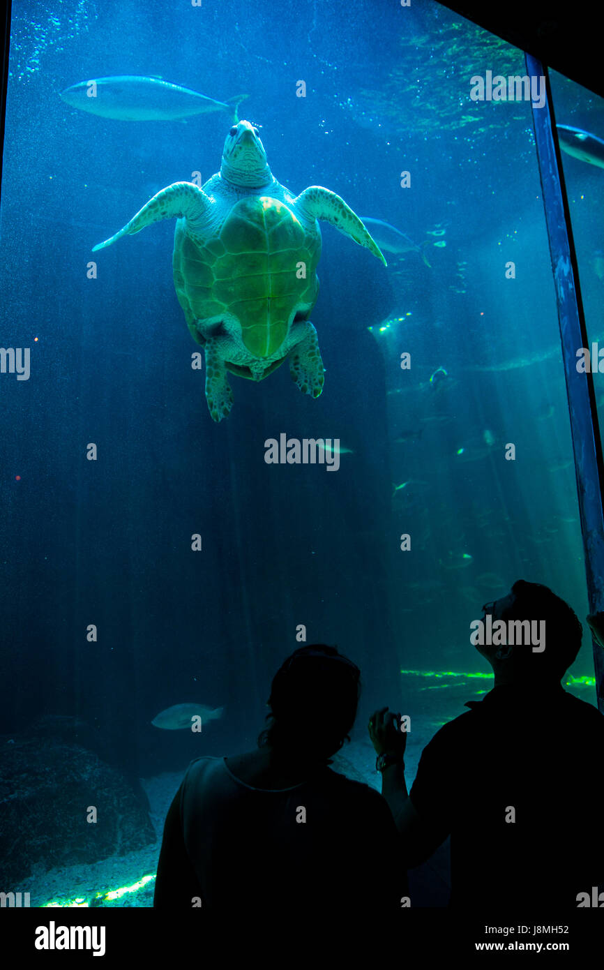 CAPE TOWN, SOUTH AFRICA - 1. Februar 2015: Menschen bewundern die tropische die Unechte Karettschildkröte im Aquarium von zwei Ozeanen in Kapstadt. Stockfoto