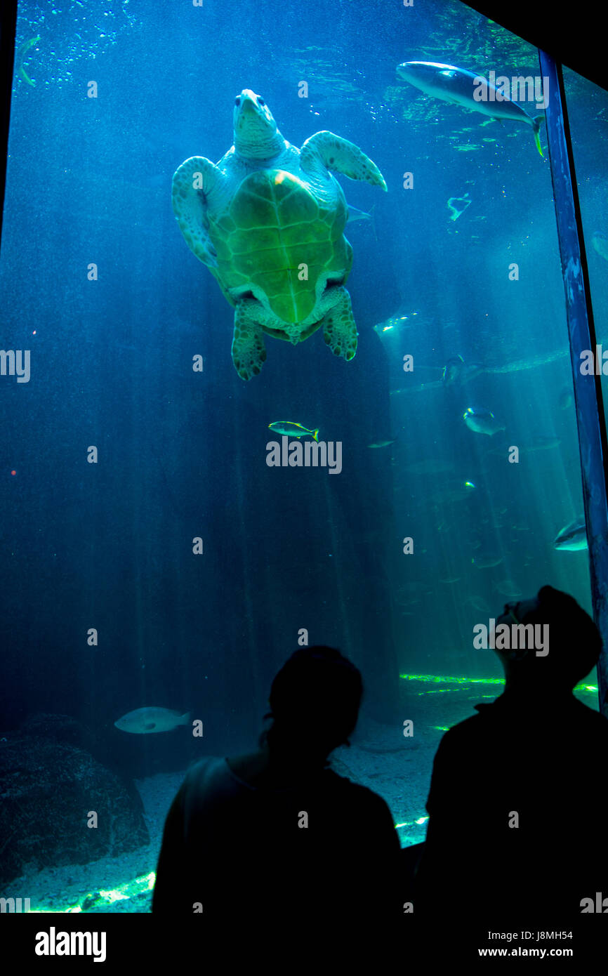 CAPE TOWN, SOUTH AFRICA - 1. Februar 2015: Menschen bewundern die tropische die Unechte Karettschildkröte im Aquarium von zwei Ozeanen in Kapstadt. Stockfoto
