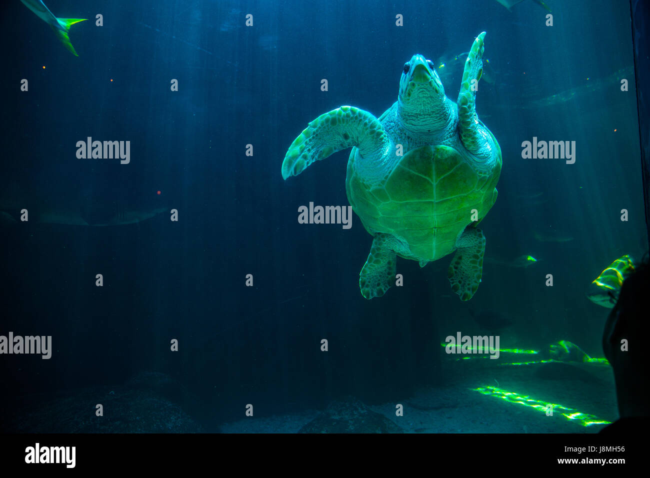 CAPE TOWN, SOUTH AFRICA - 1. Februar 2015: Menschen bewundern die tropische die Unechte Karettschildkröte im Aquarium von zwei Ozeanen in Kapstadt. Stockfoto