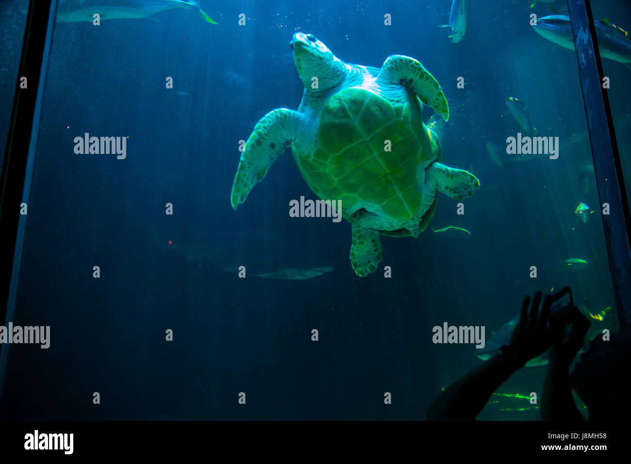 CAPE TOWN, SOUTH AFRICA - 1. Februar 2015: Menschen bewundern die tropische die Unechte Karettschildkröte im Aquarium von zwei Ozeanen in Kapstadt. Stockfoto