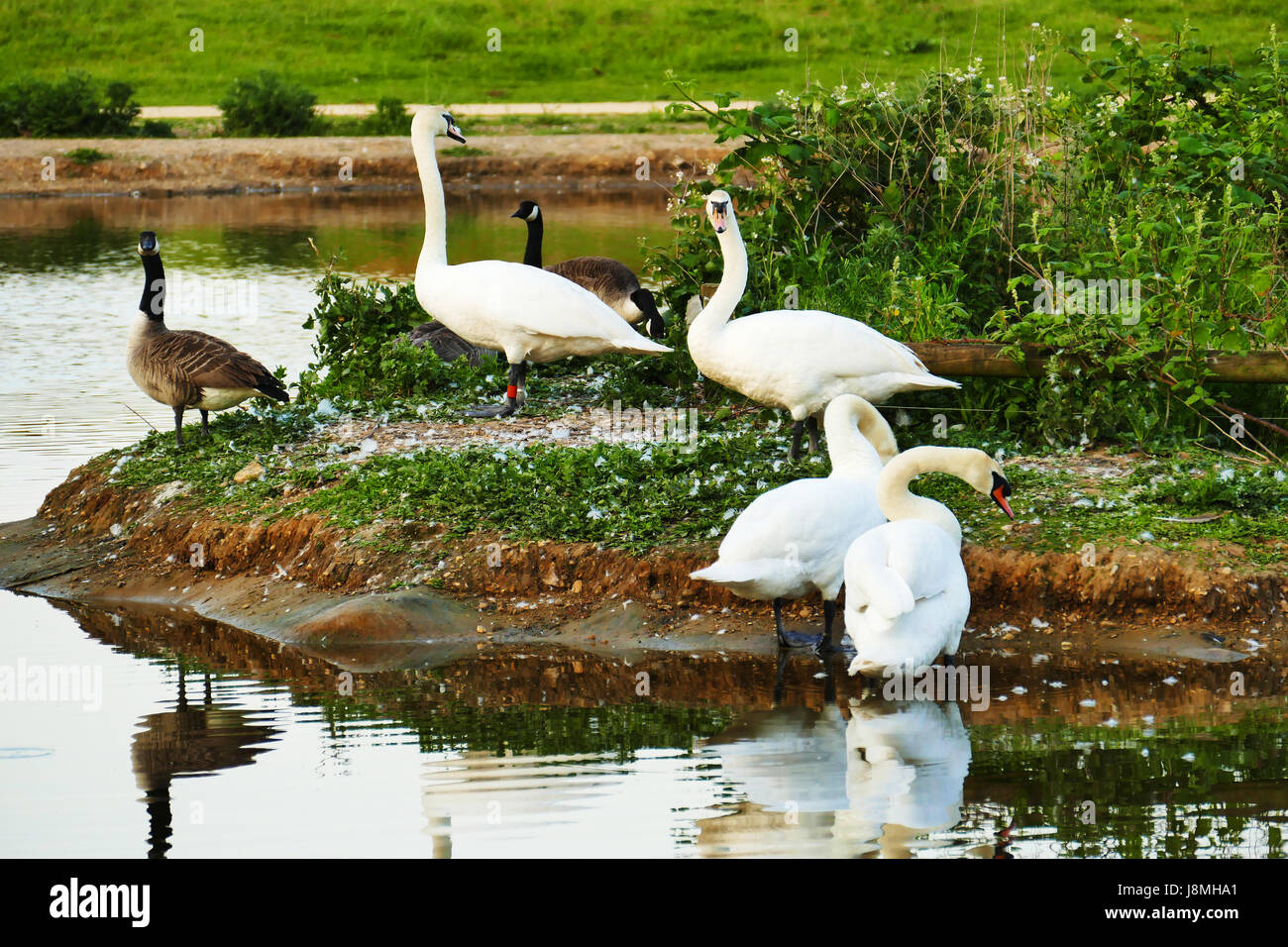 Schwäne und Gänse auf einer Insel im Jubilee Teich Wanstead Wohnungen, Forest Gate, London E7 Stockfoto
