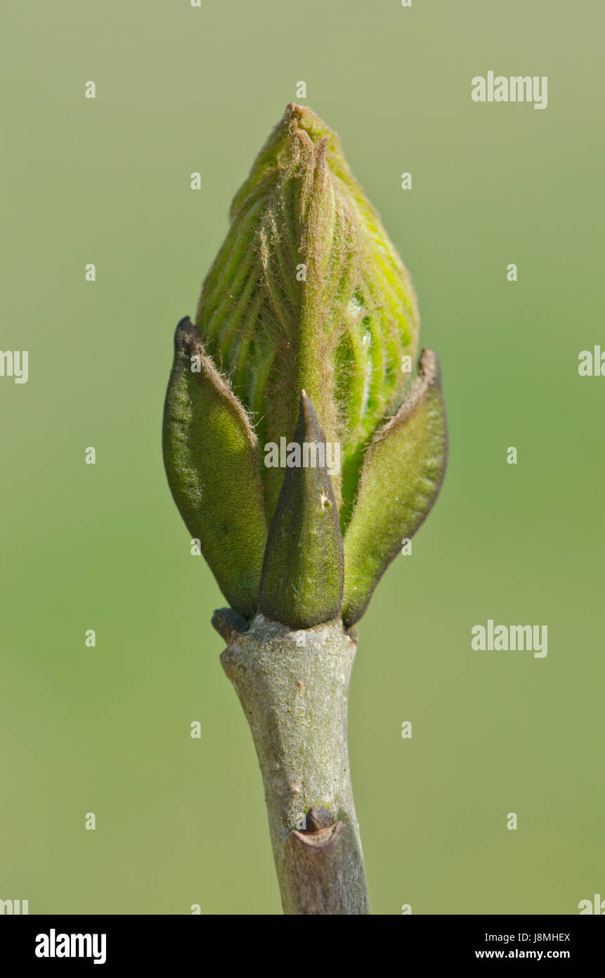 Gemeinsame Esche (Fraxinus excelsior) Stockfoto