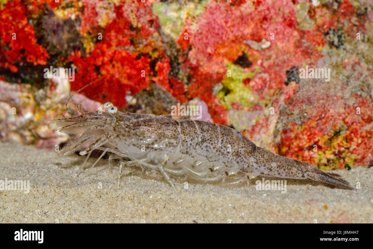 Gemeinsame oder Braun Garnelen (Crangon crangon) Stockfoto