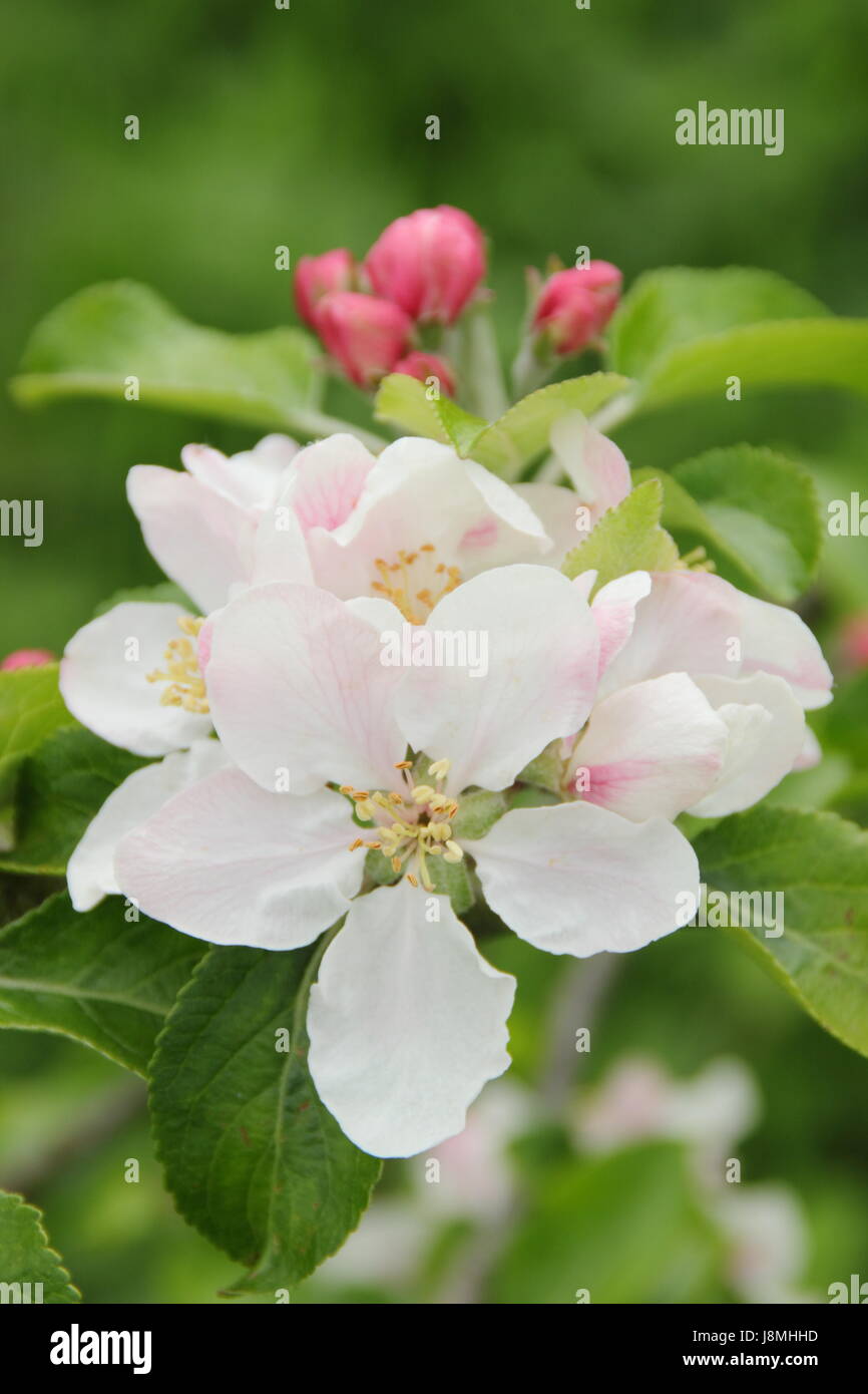 Malus Domestica 'Laxtons Fortune' Apfelblüte in voller Blüte im Obstgarten "English Heritage" an einem sonnigen Frühlingstag, England, UK - kann Stockfoto