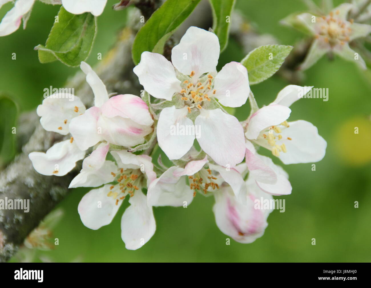 Malus Domestica 'Devonshire Quarrenden' Apfel Baum Blüte in voller Blüte im Obstgarten "English Heritage" an einem sonnigen kann Frühlingstag, UK- Stockfoto