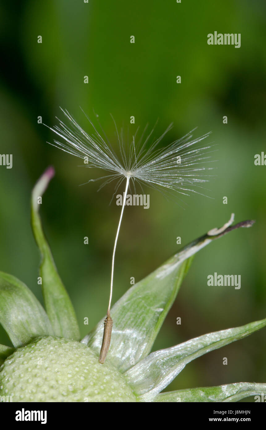 Die letzten Samen auf ein Uhr seedhead Löwenzahn (Taraxacum officinale), wind Bestäubung Stockfoto
