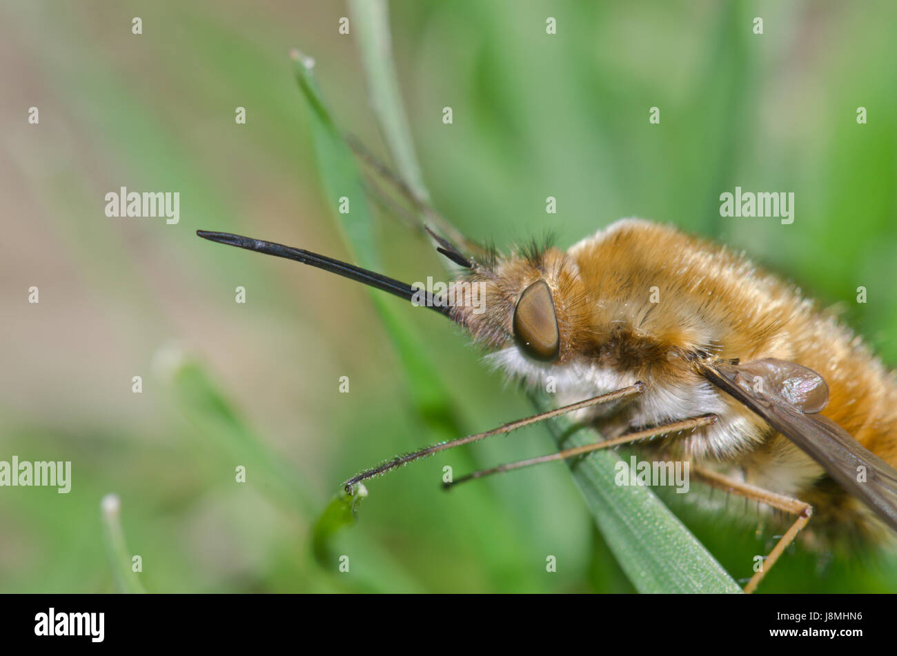 Dunkel umrandete Biene-fly (Bombylius major) Rüssel Stockfoto