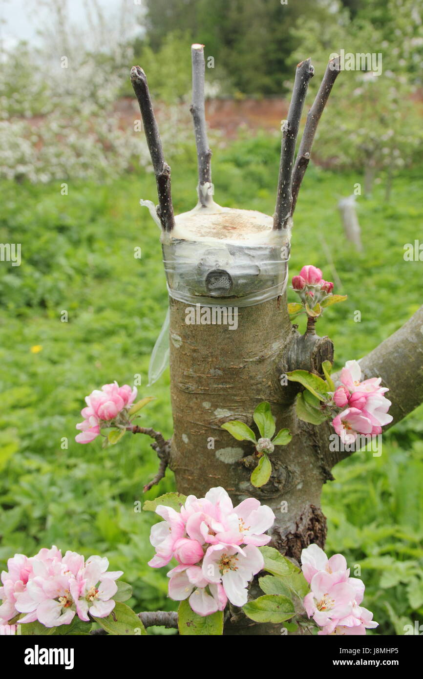 Veredelte Apfelbaum mit der Schwarte "Pfropfen" Technik in einem Obstgarten von English Heritage - Mai Stockfoto