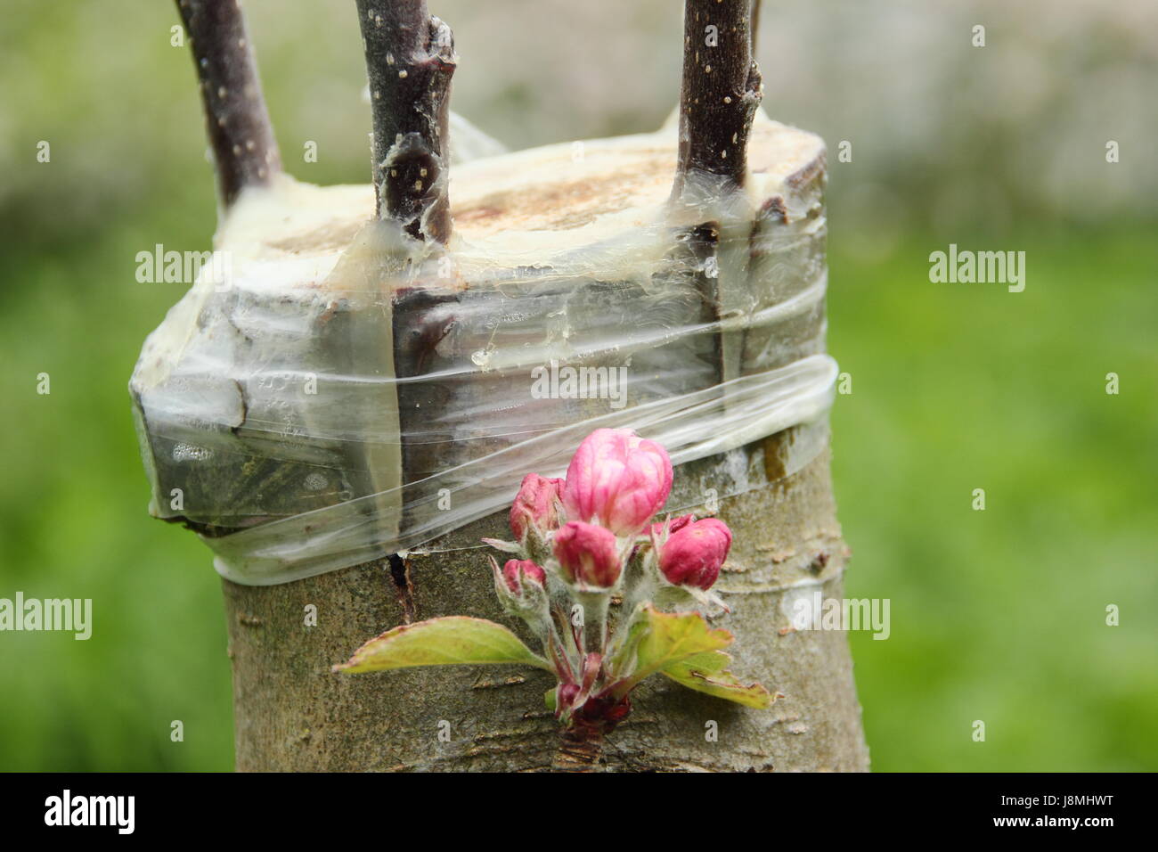 Pfropfbaum. Gepfropfter Apfelbaum mit der „Rindenveredelung“-Technik in einem englischen Kulturgarten - Mai Stockfoto