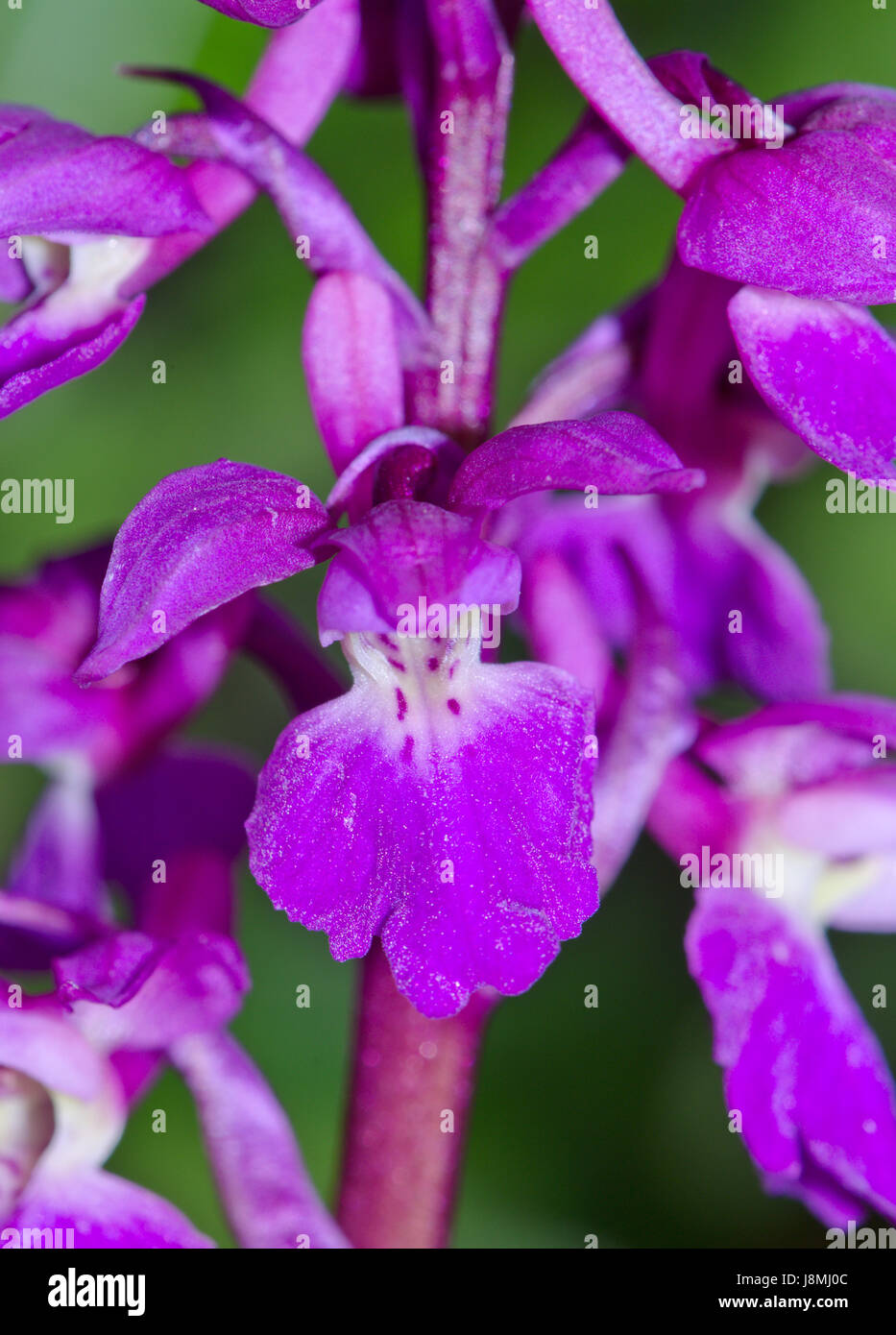 Blume der frühneulilafarbenen Orchidee (Orchis mascula) in Sussex Stockfoto