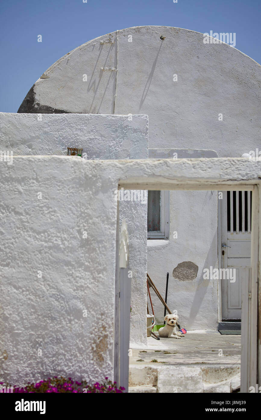 Vulkanische griechische Insel Santorin eine der Kykladen im Ägäischen Meer. Fira Islands Hauptstadt Tünche Haus mit kleiner Hund Stockfoto