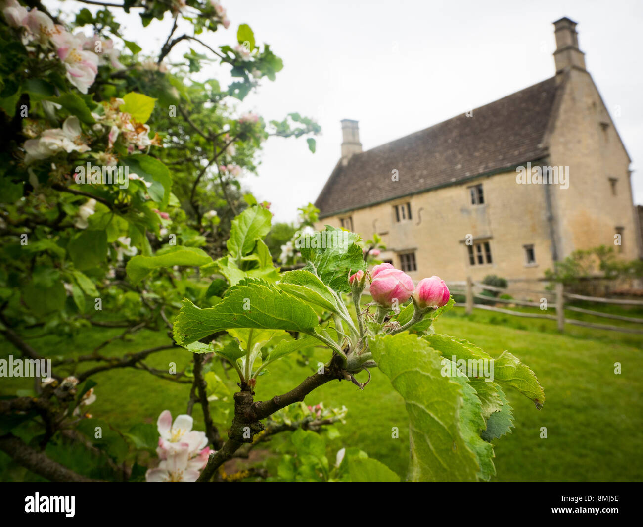 Woolsthorpe Manor, Heimat von Sir Isaac Newton in Lincolnshire, England und der noch blühenden Apfelbaum, der gebar Newtons Gesetz der Schwerkraft. Stockfoto