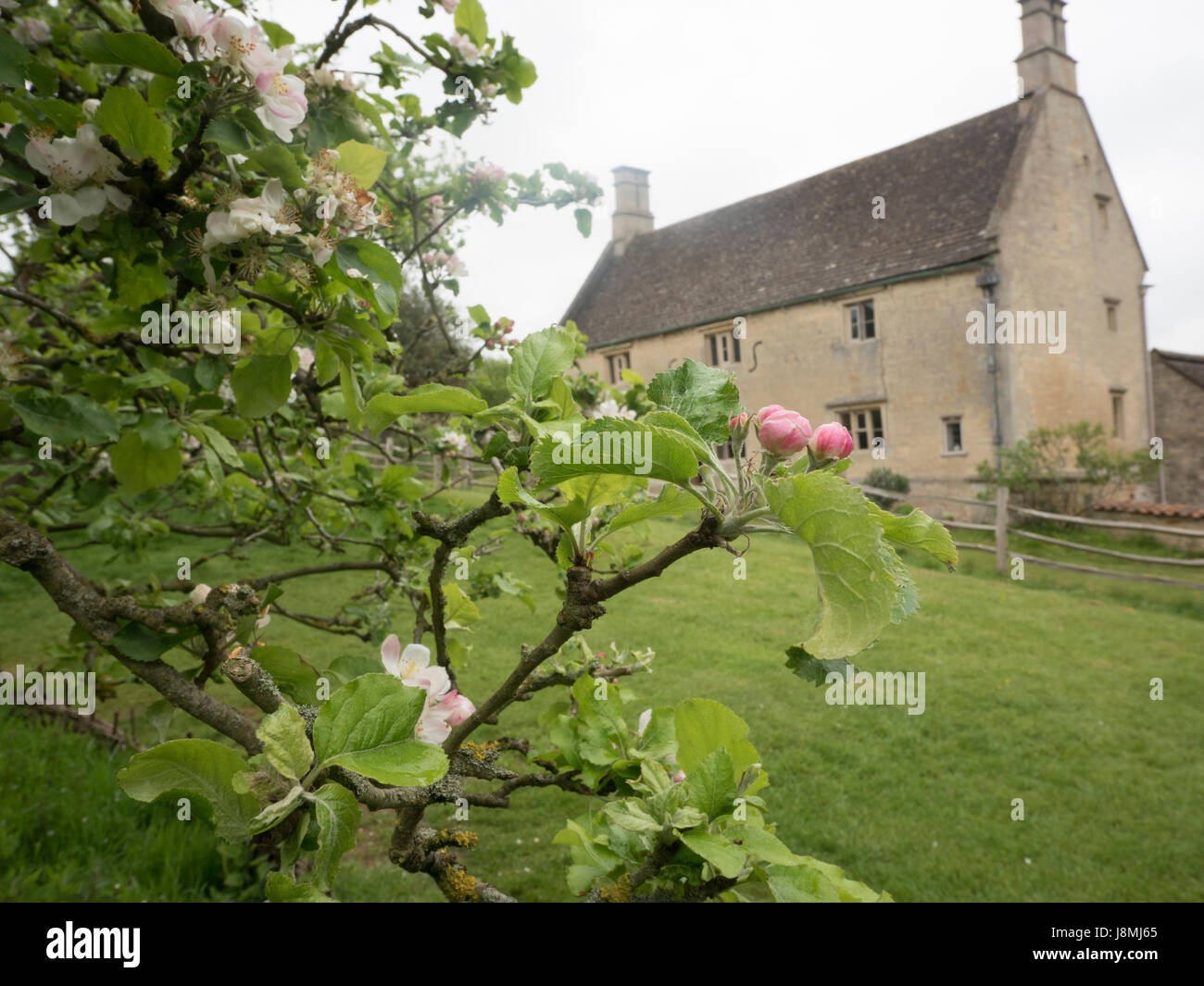 Woolsthorpe Manor, Heimat von Sir Isaac Newton in Lincolnshire, England und der noch blühenden Apfelbaum, der gebar Newtons Gesetz der Schwerkraft. Stockfoto