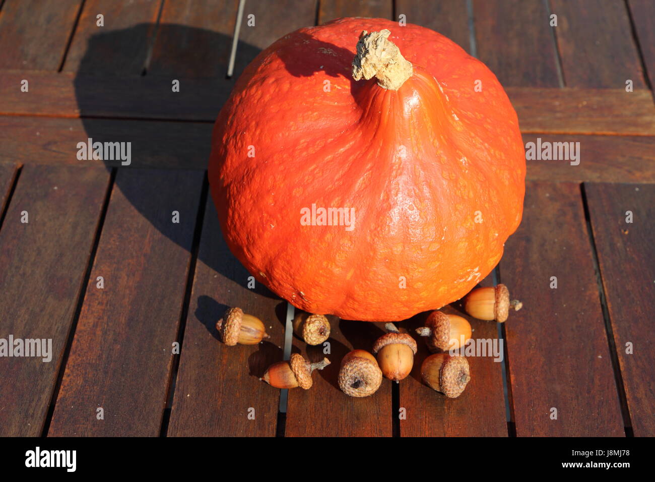 Kürbis und Eichel auf einem Holztisch Stockfoto