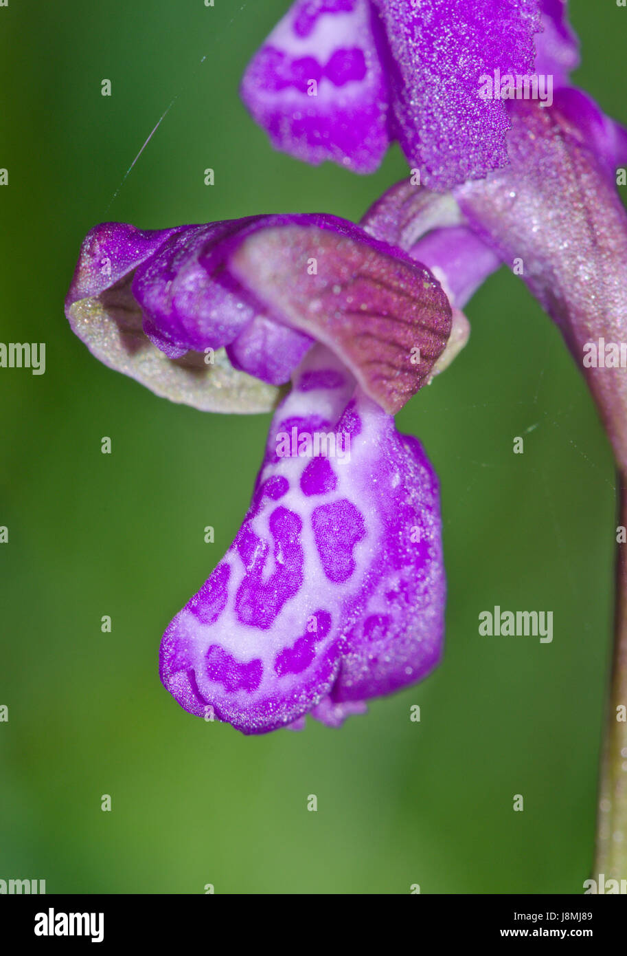 Stark markierte violette Blume der grünen geflügelten Orchidee (Anacamptis morio), Sussex, Großbritannien Stockfoto