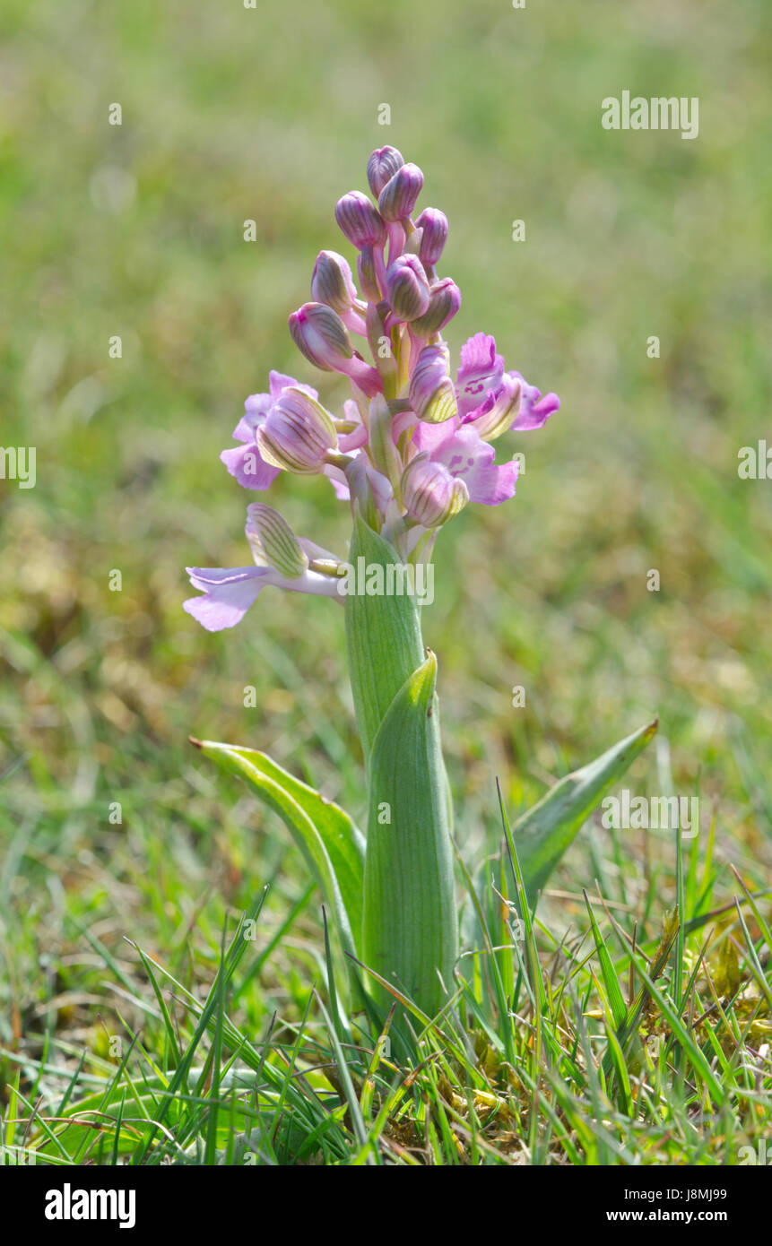 Hintergrundbeleuchteter rosafarbene Spitze einer grün geflügelten Orchidee (Anacamptis morio) Auf Sussex Grassland Stockfoto
