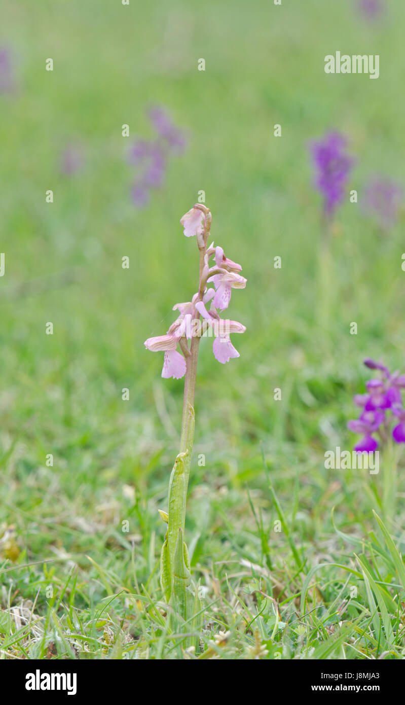 Rosa Form der Grünflügelorchidee (Anacamptis morio) in Sussex, Großbritannien Stockfoto