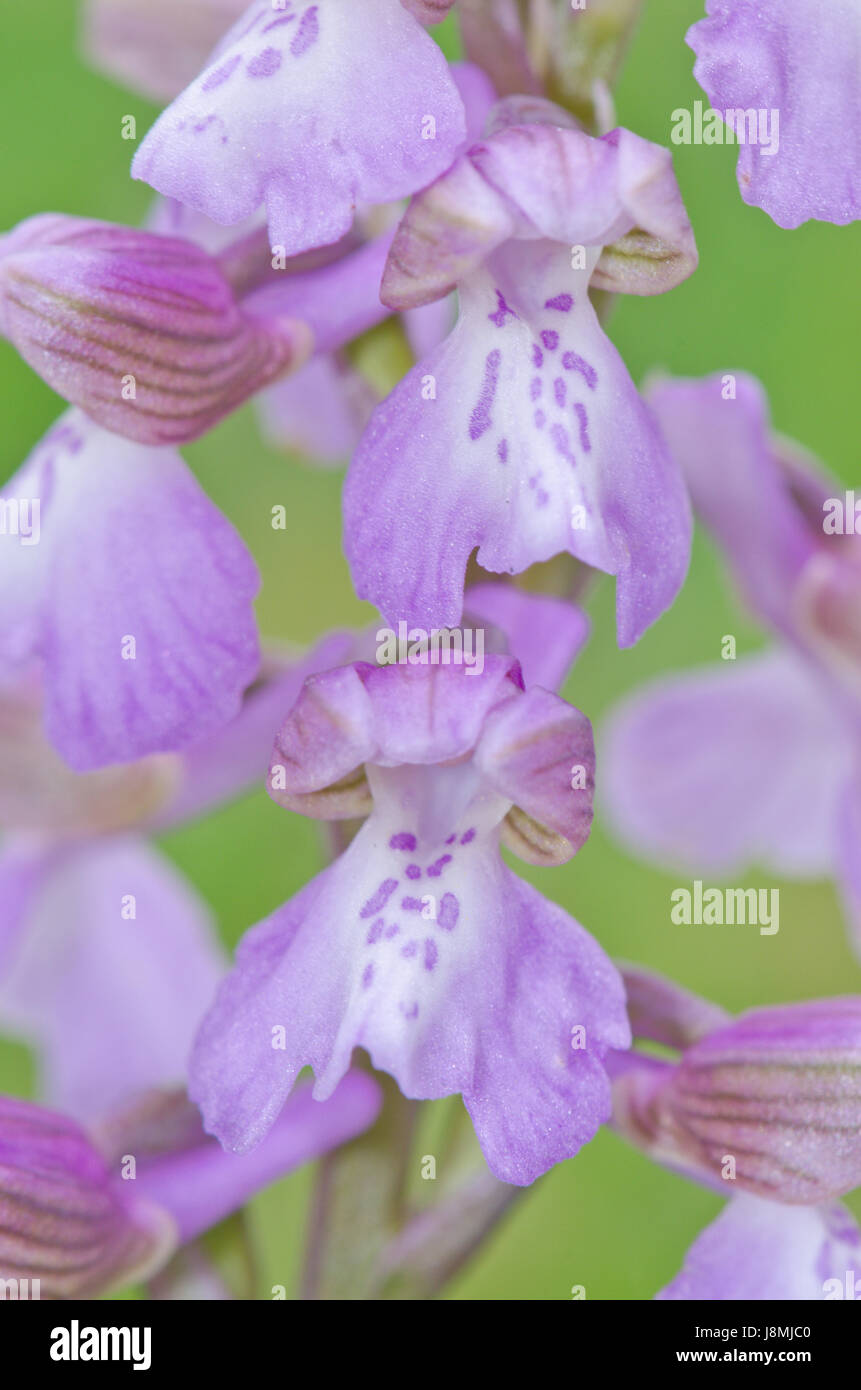 Nahaufnahme einer grüngeflügelten Orchidee (Anacamptis morio). Sussex, Großbritannien Stockfoto