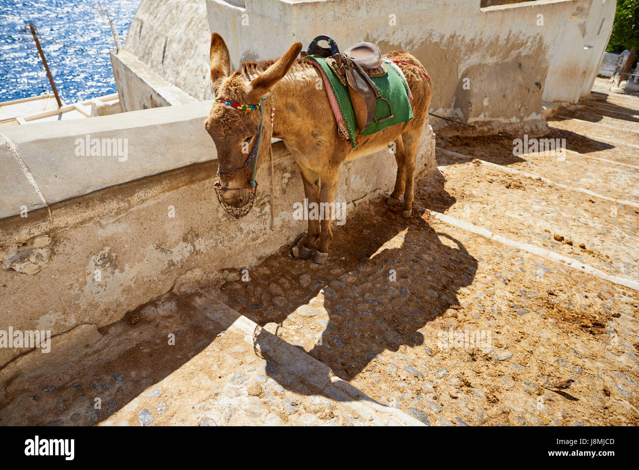 Vulkanische griechische Insel Santorin eine der Kykladen im Ägäischen Meer. Fira, der Hauptstadt Islands-Esel reitet auf dem Esel Weg Stockfoto