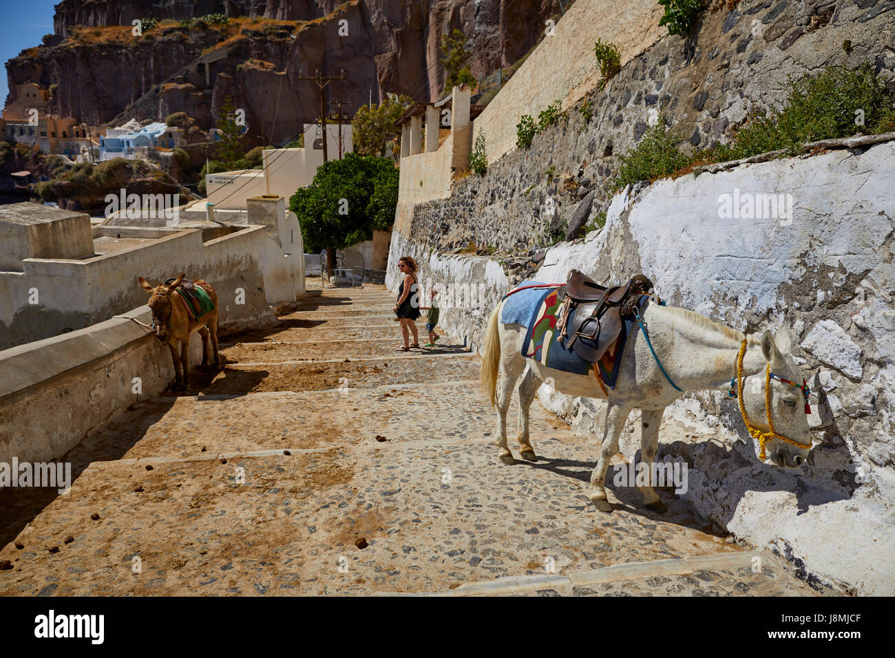 Vulkanische griechische Insel Santorin eine der Kykladen im Ägäischen Meer. Fira, der Hauptstadt Islands-Esel reitet auf dem Esel Weg Stockfoto