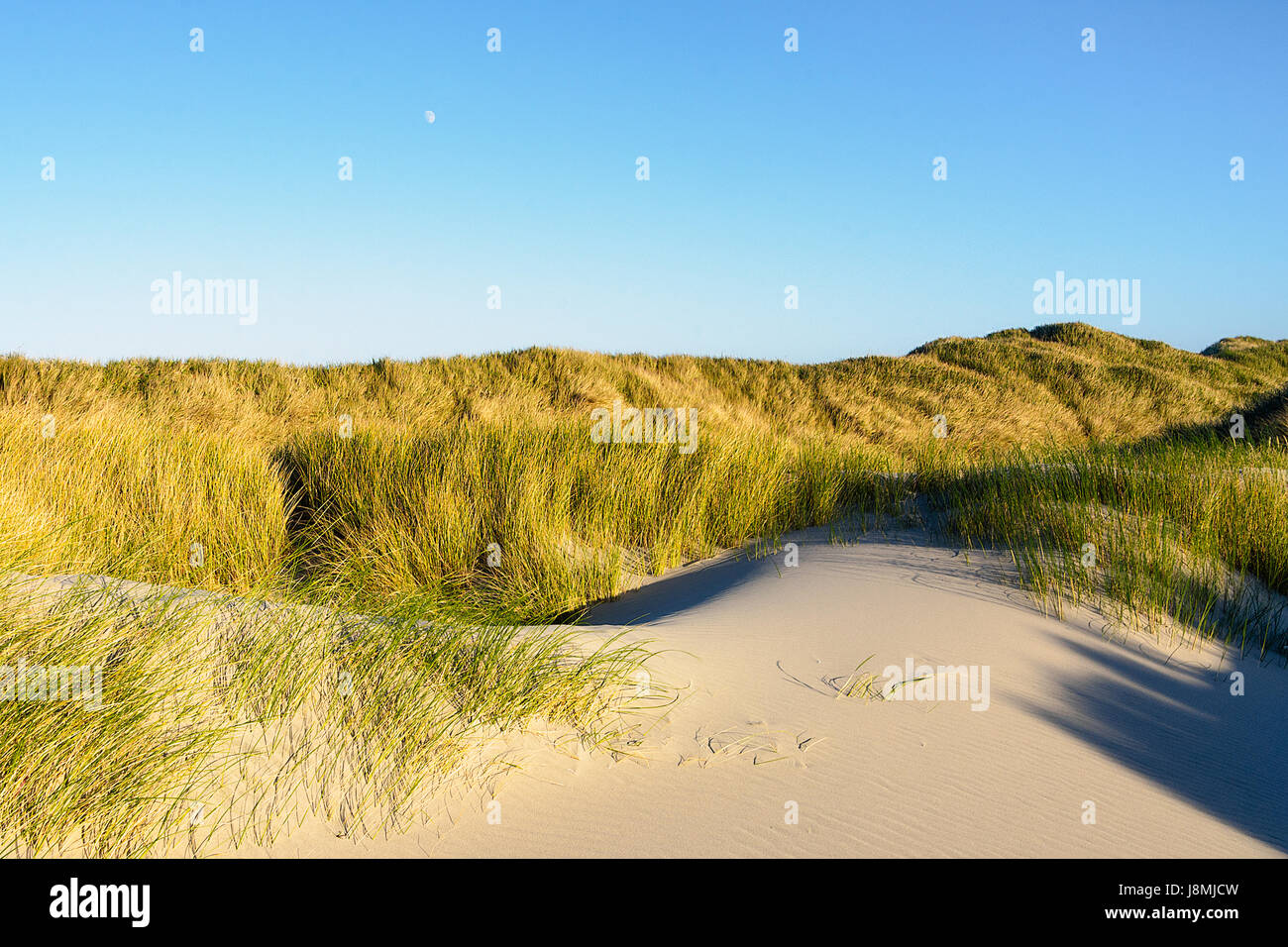 Der aufgehende Mond bei Sonnenuntergang über Sanddünen an der Küste Oregons. Stockfoto