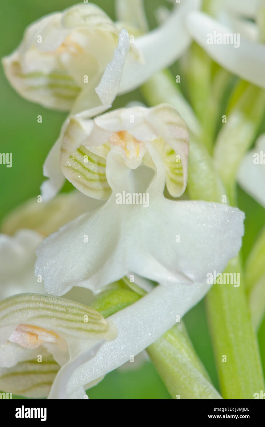 Weiße Blume der grün geflügelten Orchidee (Anacamptis morio). Sussex Downs Stockfoto