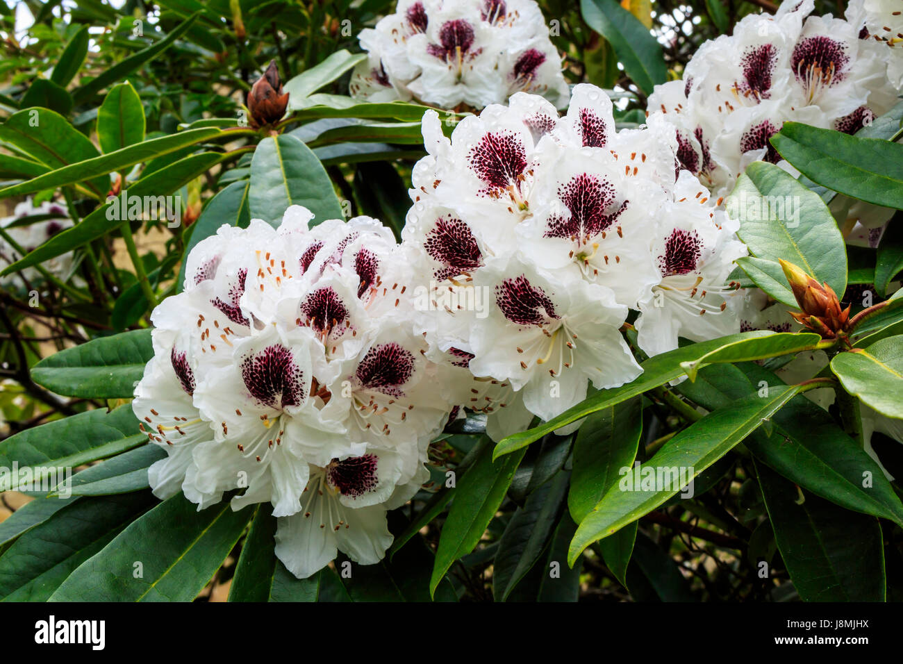 Große Büschel weißer Rhododendron Blüten mit tief Wein lila markiert. Stockfoto
