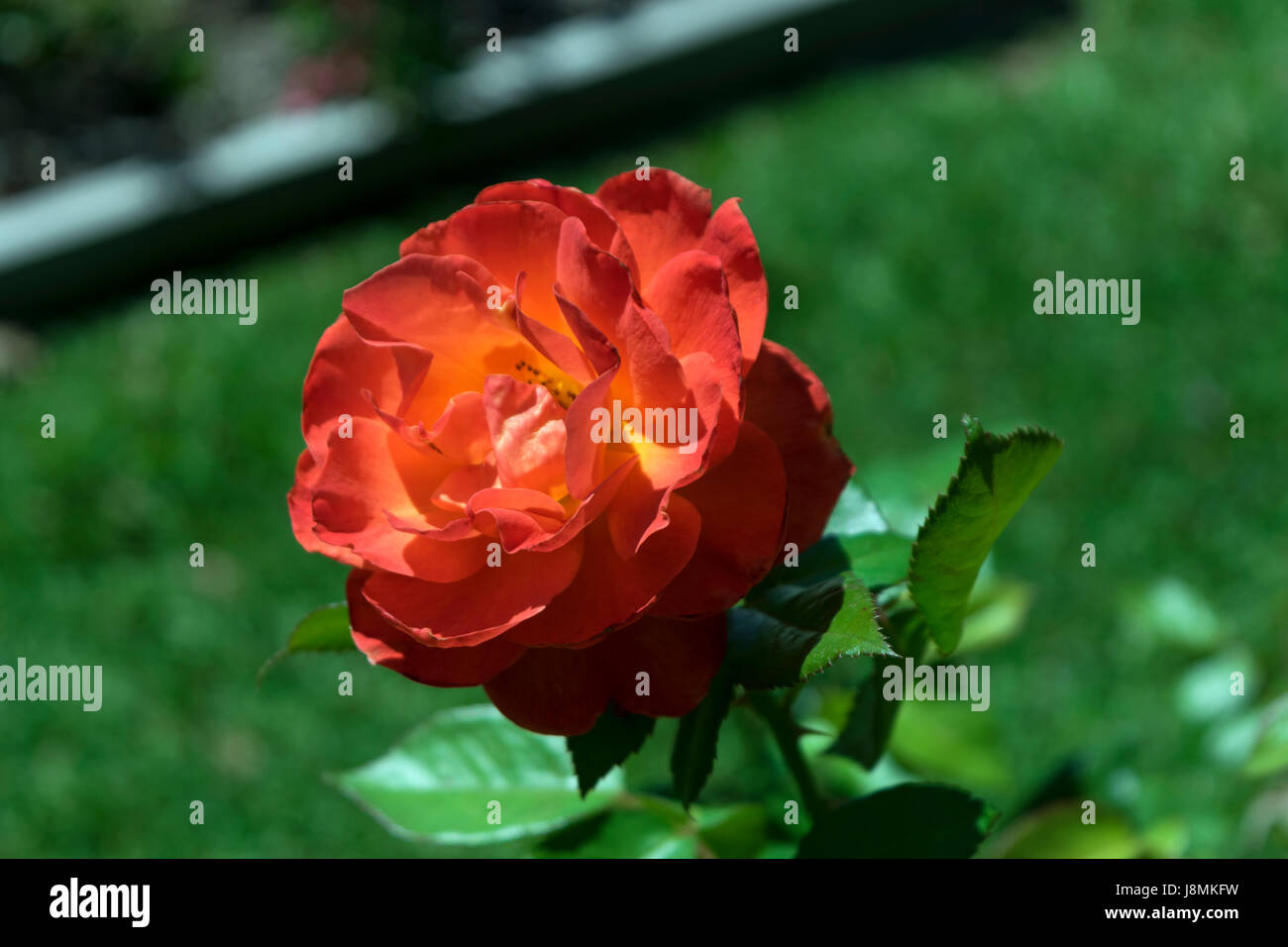 Schöne rote Orange rose in voller Blüte zeigt seine brillante Farben gegen die grünen Blättern und Rasen im Botanischen Garten dahinter. Stockfoto