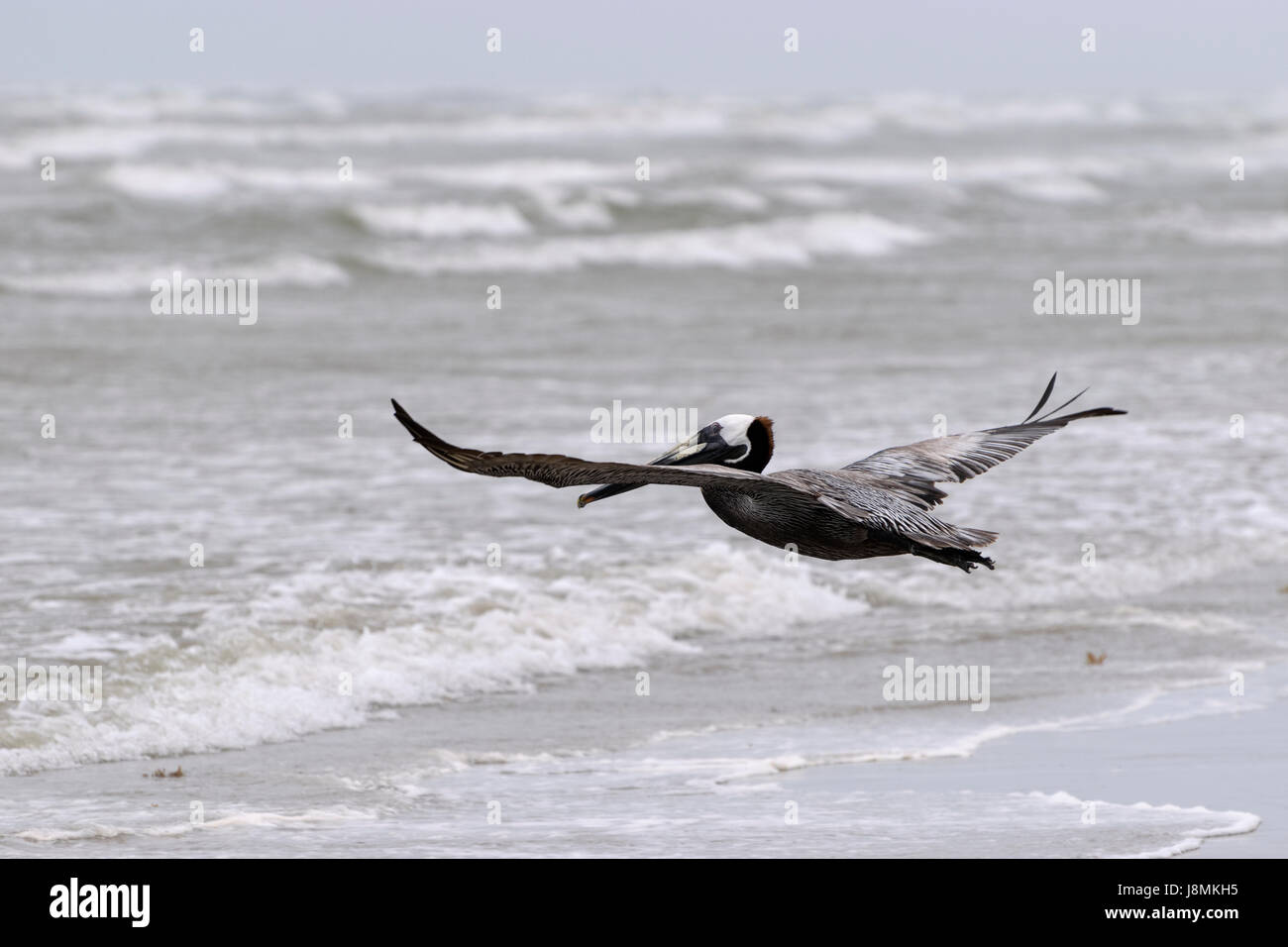 Brauner Pelikan seine Flügel ausbreitet, als es fliegt graziös über die Wellen auf den Sand von einem Ocean Beach. Stockfoto