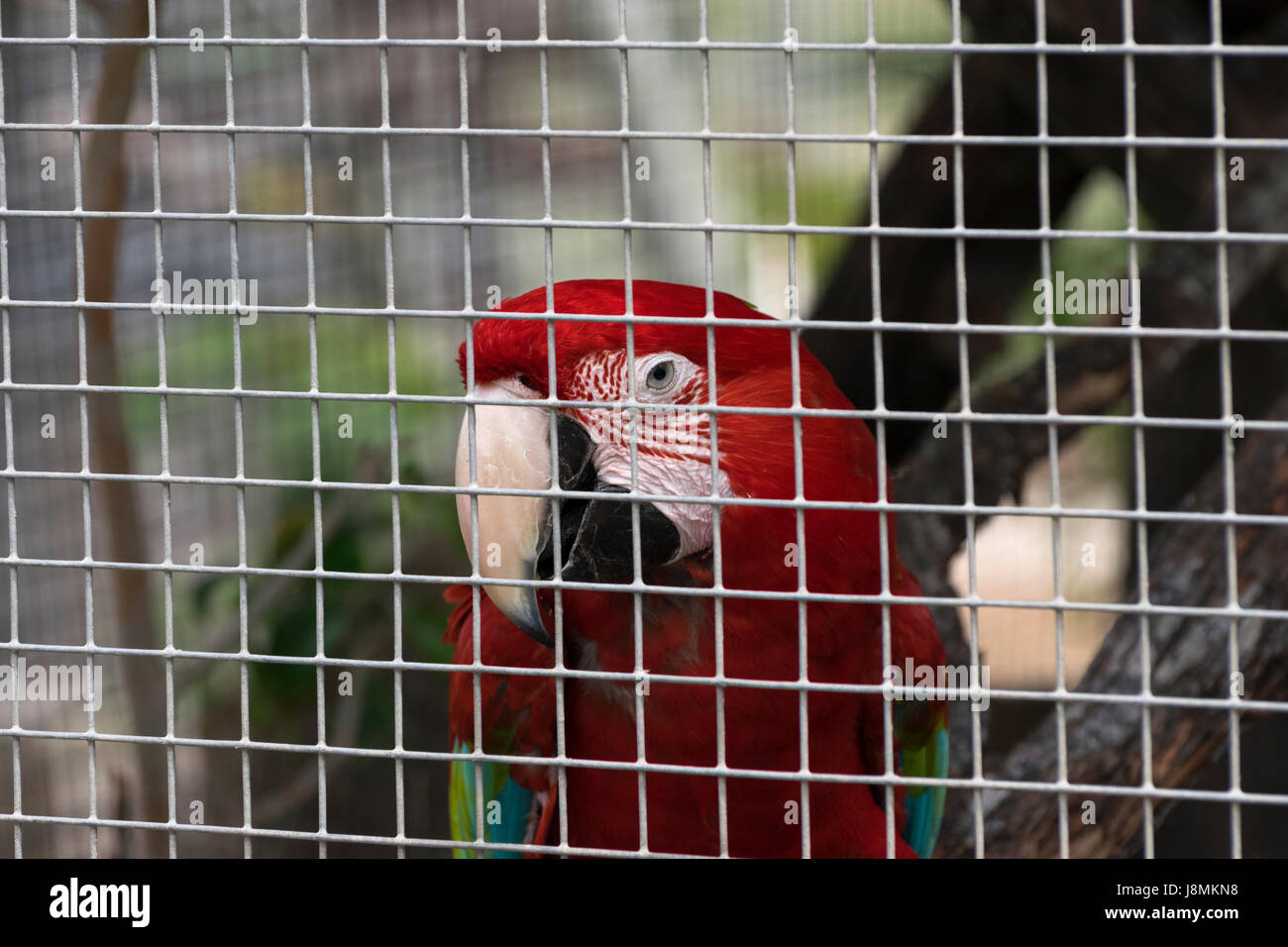 Roter und grüner Scarlet Macaw sitzt auf einem Ast und schält durch die Stangen seines Käfigs, wo er im Leben in Gefangenschaft auslebt. Stockfoto