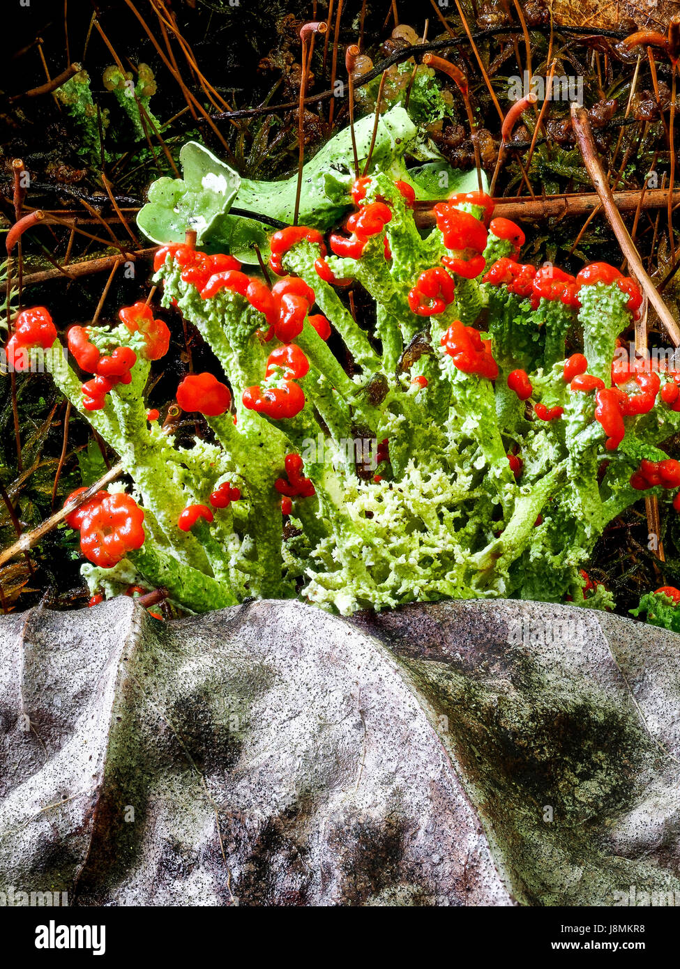 Lipstick Powderhorn Flechten wachsen in Hot Springs Nationalpark, Arkansas, Anfang Mai 2017. Stockfoto