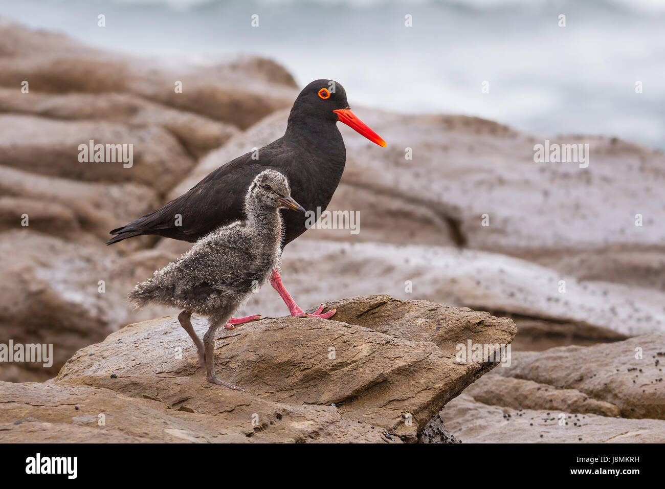 Afrikanischen schwarzen Austernfischer, mit auffälligen roten Schnabel, Mutter mit Küken, Wandern entlang der felsigen Küste bei glengariff Strand, in der Nähe von East London, Za Stockfoto