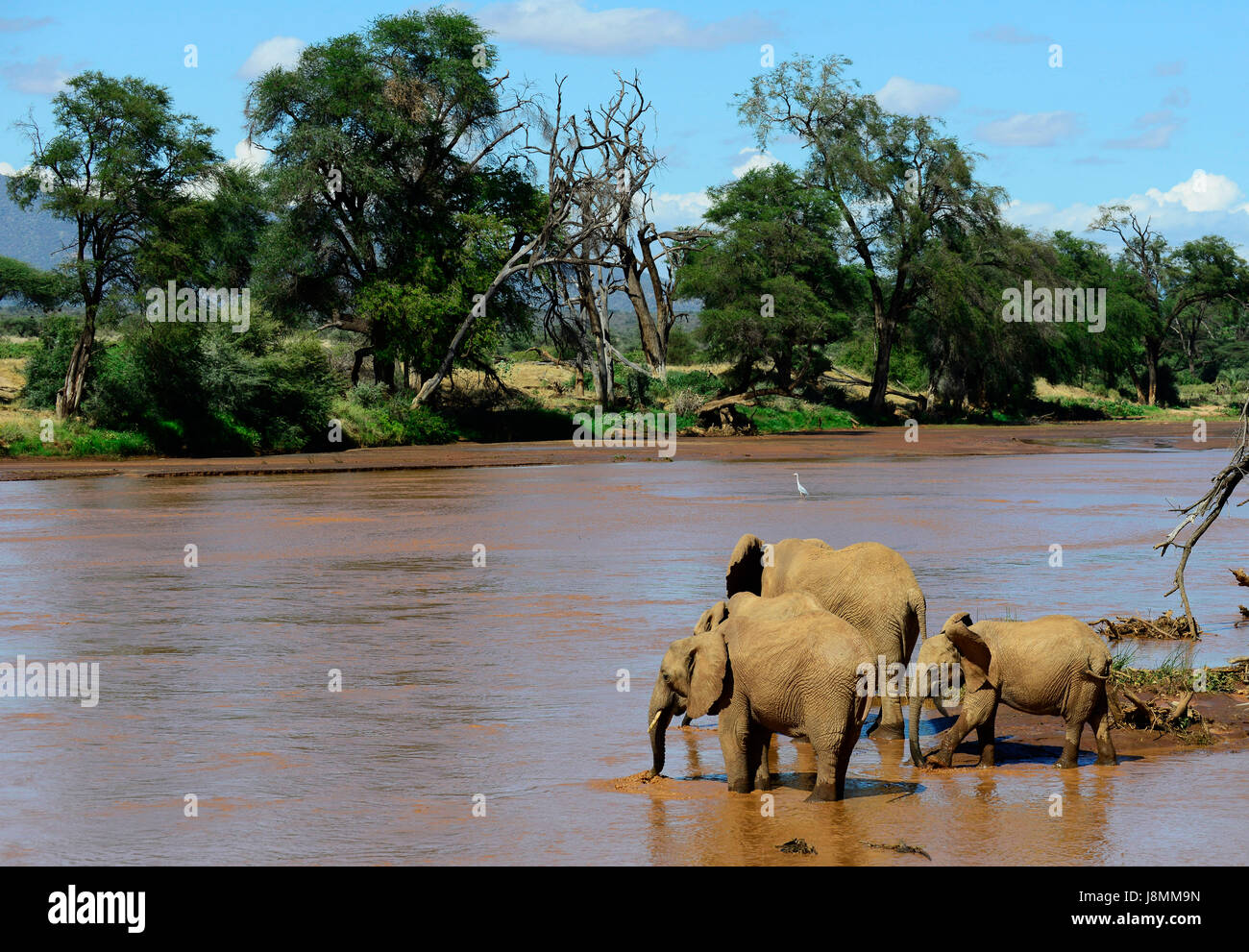Eine Herde Elefanten Kreuzung iro Fluß Ewaso Ng'zwischen Samburu National Reserve und Buffalo Springs National Reserve. Stockfoto
