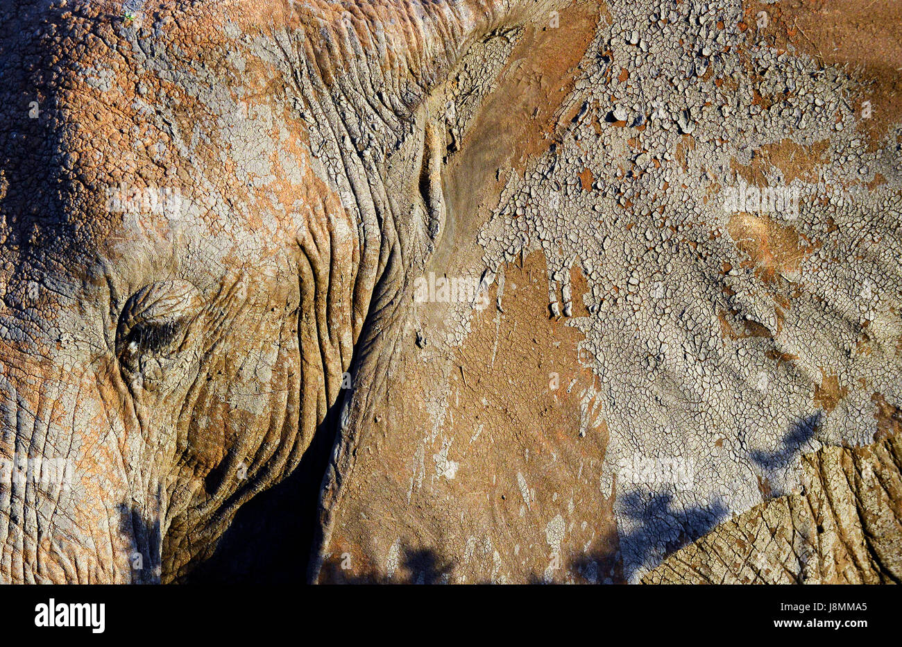 Einen afrikanischen Elefanten in Samburu game Reserve. Stockfoto