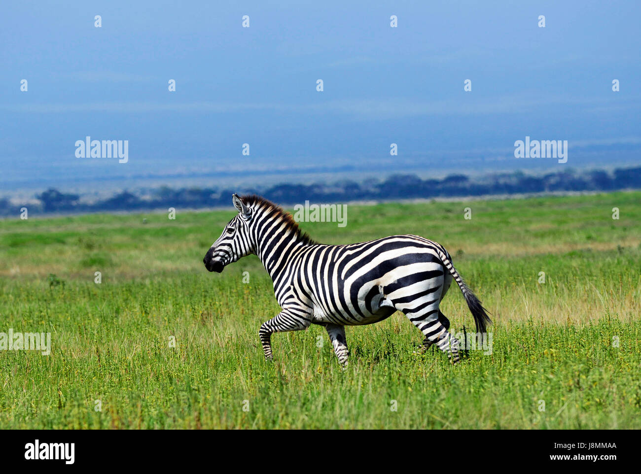 Gemeinsame Zebras im Amboseli Nationalpark in Kenia. Stockfoto