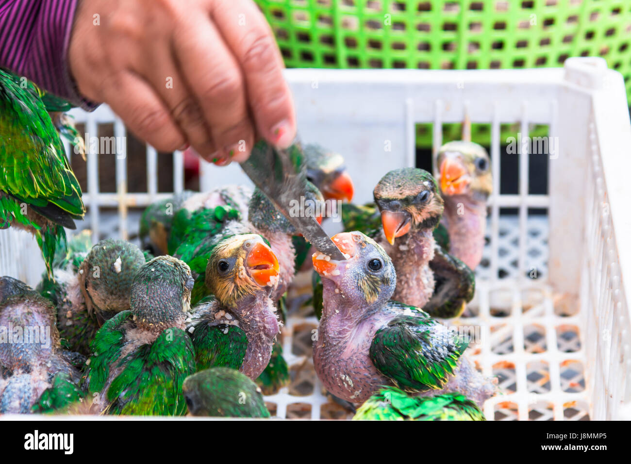 Baby Papageien essen Bananen im Markt für Verkauf Stockfoto
