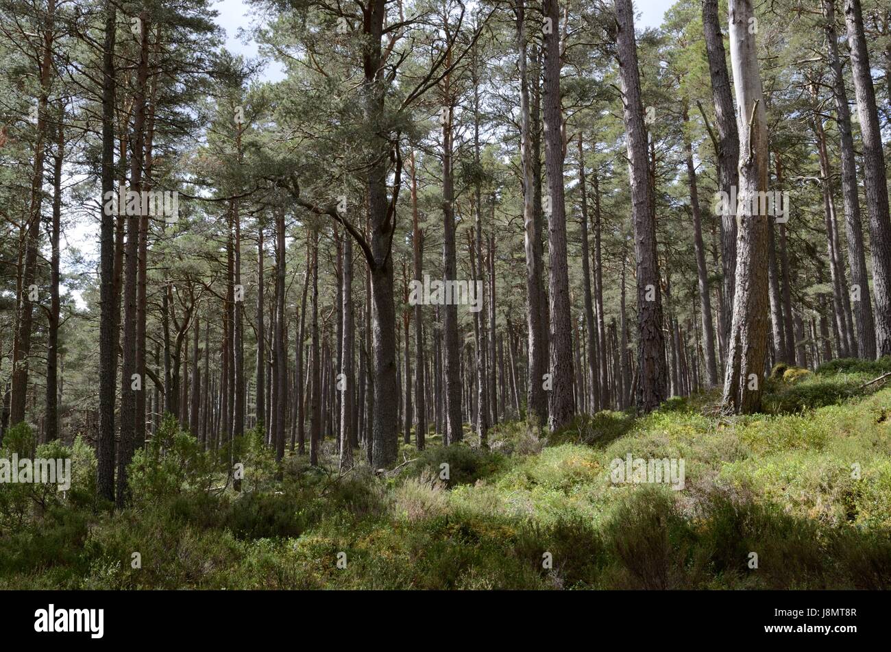 Caledonian Wald letzten Fragmente des alten Wald von Caledon Loch Garten Abernethy nationaler Natur Reserve RSPB Loch Garten Schottland UK GB Stockfoto