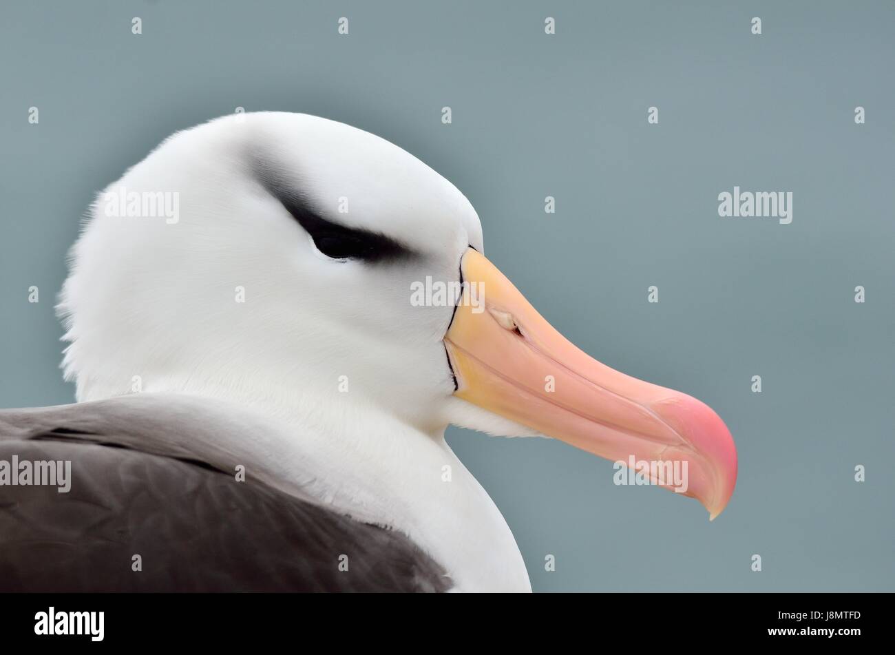 Schwarzbrauenalbatros, Schwarz der tiefsten Albatross, Schwarz der tiefsten mollymawk, Thalassarche melanophris, Helgoland, Nordsee, Deutschland, Deutschland Stockfoto