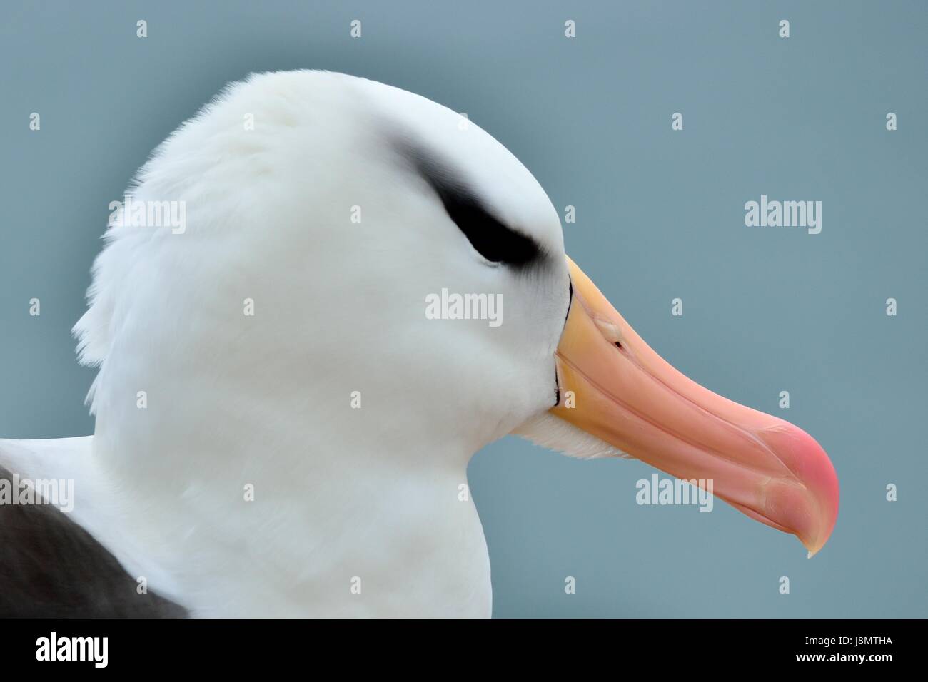 Schwarzbrauenalbatros, Schwarz der tiefsten Albatross, Schwarz der tiefsten mollymawk, Thalassarche melanophris, Helgoland, Nordsee, Deutschland, Deutschland Stockfoto