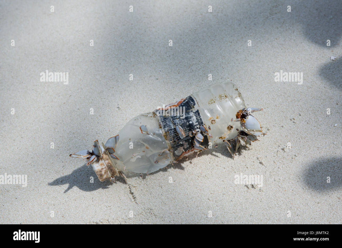 Kunststoffe Umweltverschmutzung, Malediven, Indischer Ozean. 29. Mai 2017. die Muskeln wachsen auf einer Plastikflasche im Indischen Ozean. Stockfoto