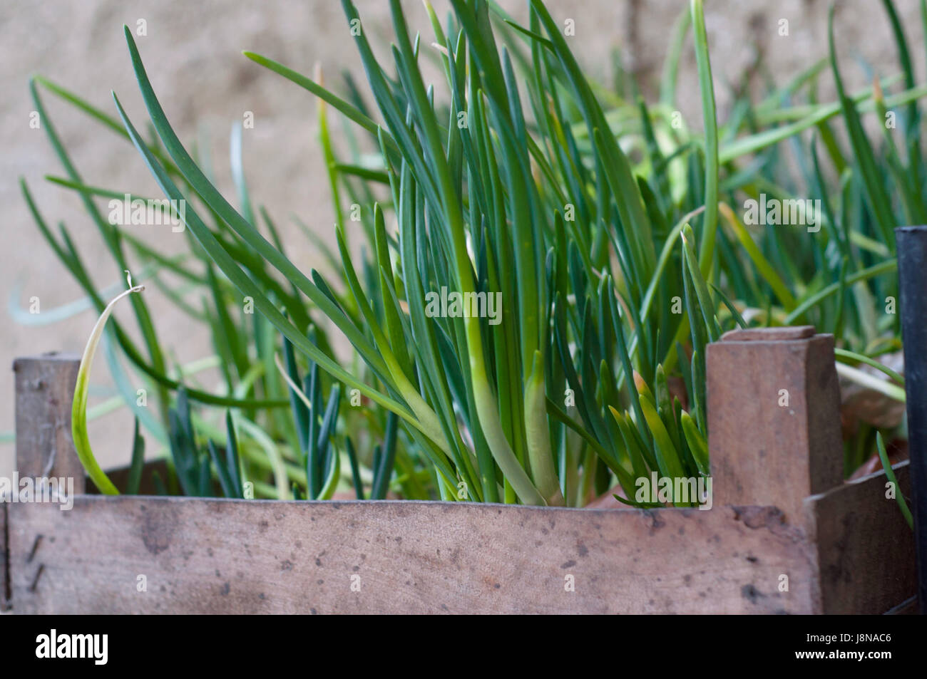 Frühlingszwiebeln, wächst in der Holzkiste außerhalb Stockfoto