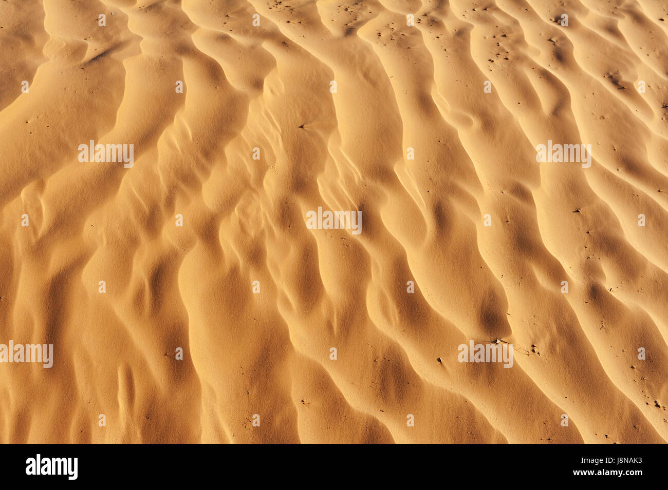 Wüste, Ödland, Düne, Sand, Sand, Makro, Nahaufnahme, Makro-Aufnahme, in der Nähe Stockfoto
