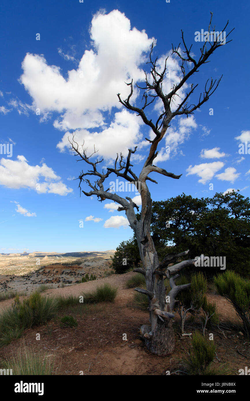 Baum am Rande der San Rafael Swell in der Nähe von ich - 70 in Utah Stockfoto