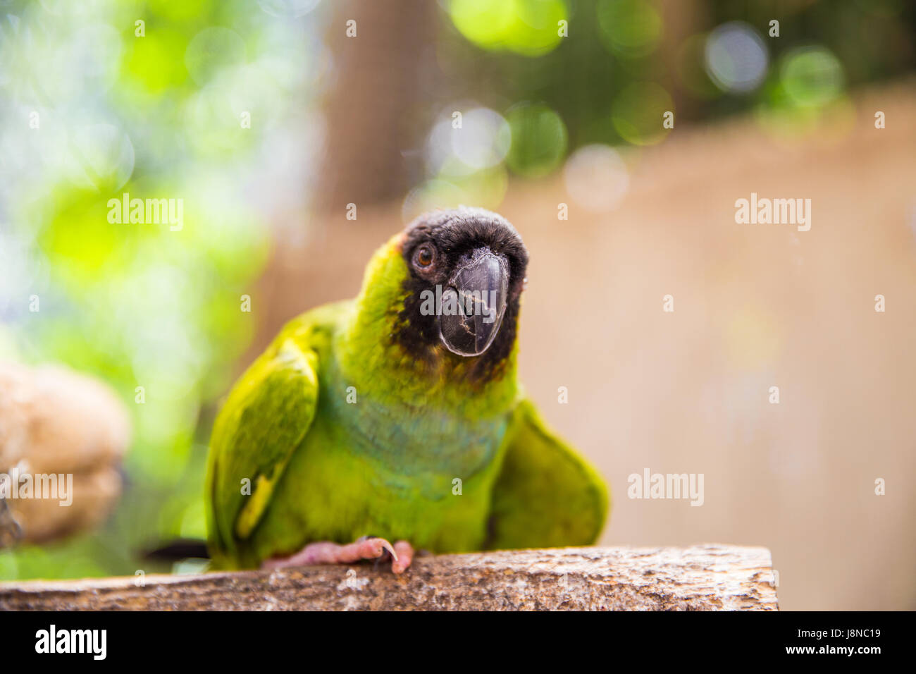 Die Welt der Vögel Kapstadt Papagei Stockfoto